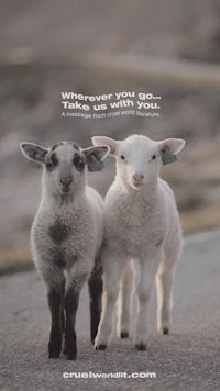 two sheep standing next to each other with the quote wherever you go take me with you